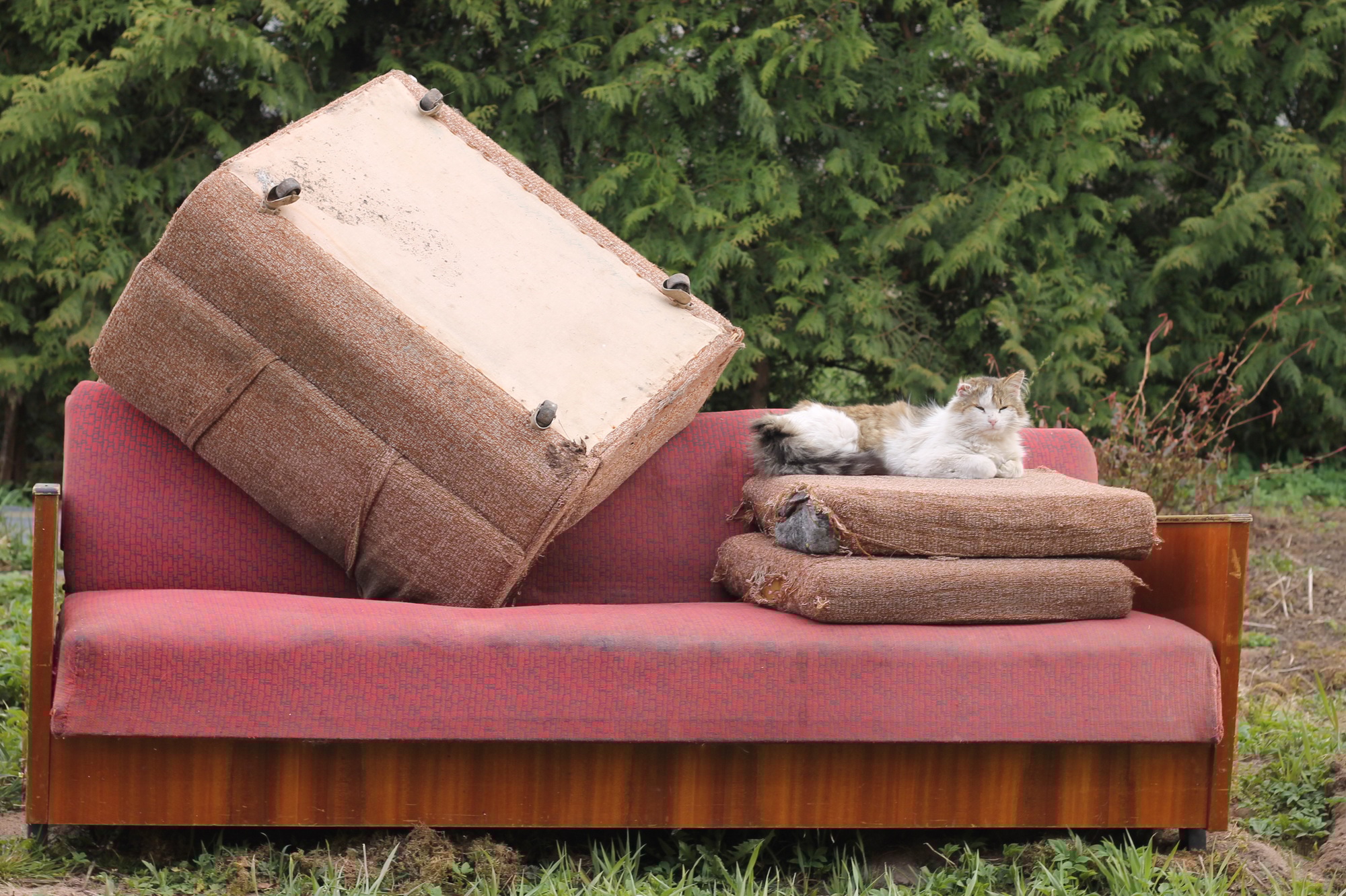 Stray tabby cat with one ear lying down on old pillows of pink soft old sofa as trash on dump